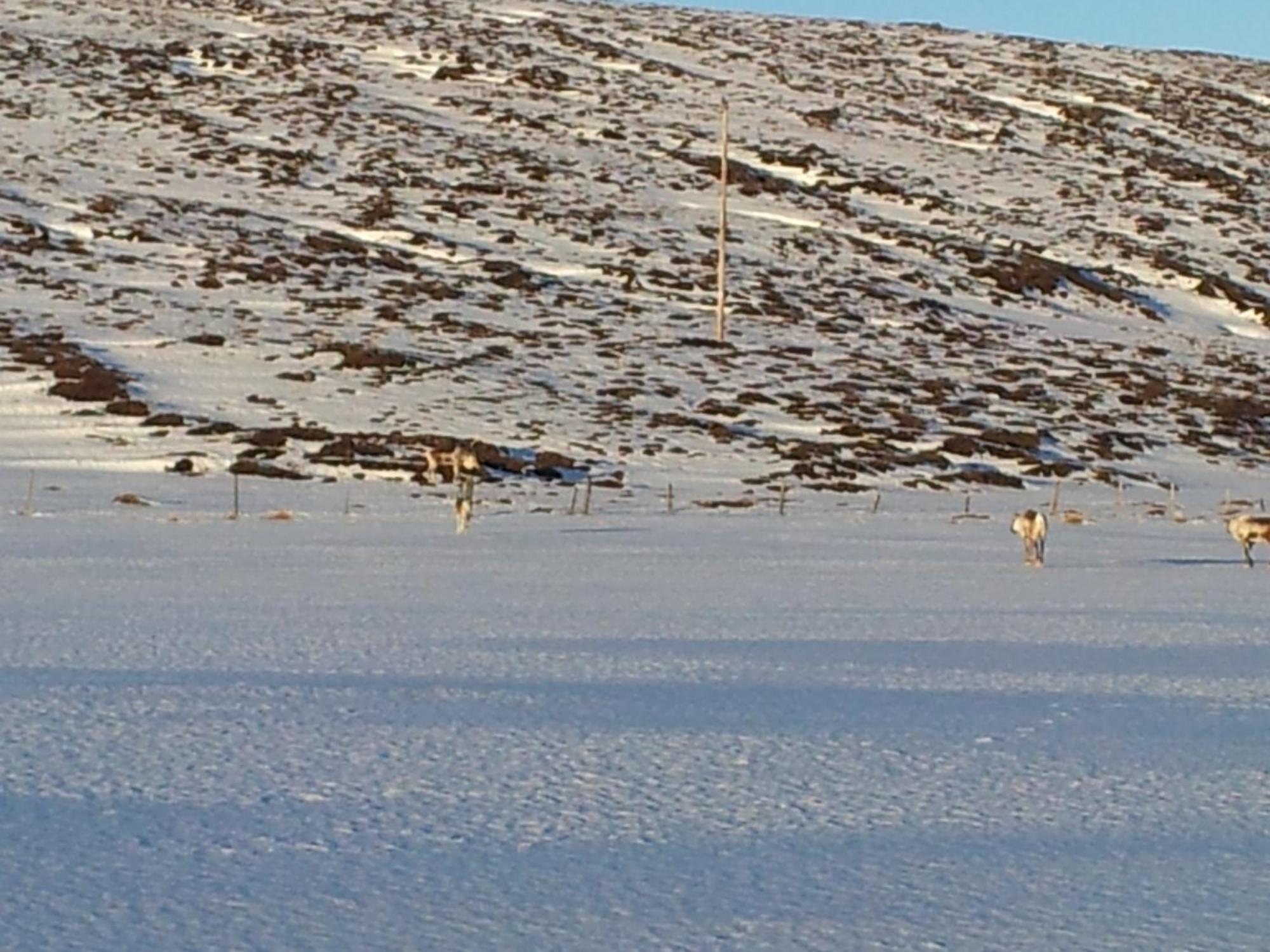 Sireksstadir Farm Holiday Vopnafjordur Eksteriør bilde